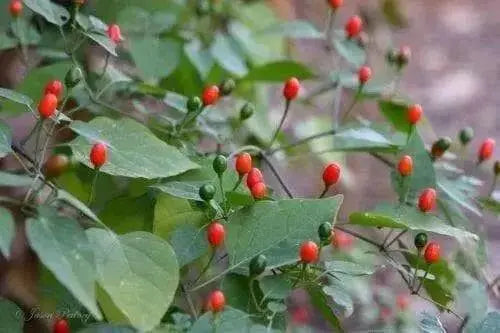 Texas Bird Pepper Seeds ( Capsicum annuum ) Very Hot - Caribbean garden seed