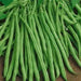 TENDERGREEN  Bean Seed (Bush)) Great in Containers, Small Gardens - Caribbean garden seed