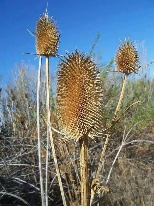 Teasel Flowers seed,biennial - Caribbean garden seed