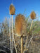 Teasel Flowers seed,biennial - Caribbean garden seed