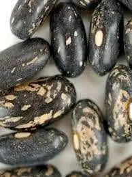 TENDERGREEN  Bean Seed (Bush)) Great in Containers, Small Gardens - Caribbean garden seed