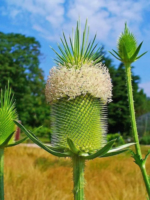 Teasel Flowers seed,biennial - Caribbean garden seed