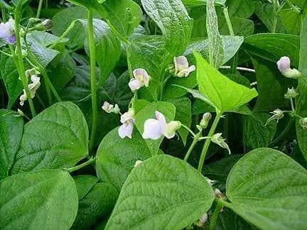 TENDERGREEN  Bean Seed (Bush)) Great in Containers, Small Gardens - Caribbean garden seed