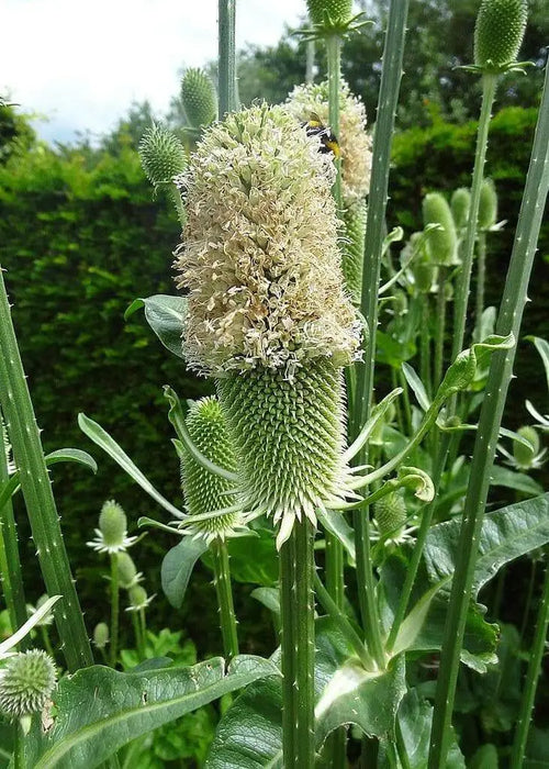 Teasel Flowers seed,biennial - Caribbean garden seed