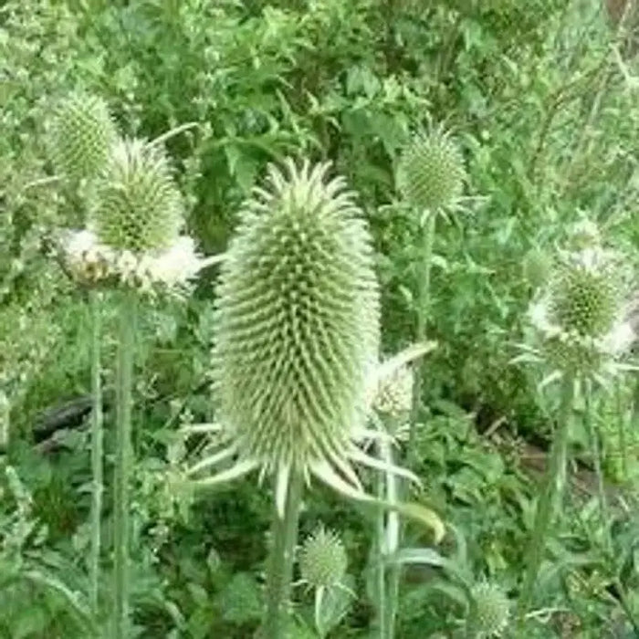 Teasel Flowers seed,biennial - Caribbean garden seed