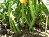TENDERGREEN  Bean Seed (Bush)) Great in Containers, Small Gardens - Caribbean garden seed