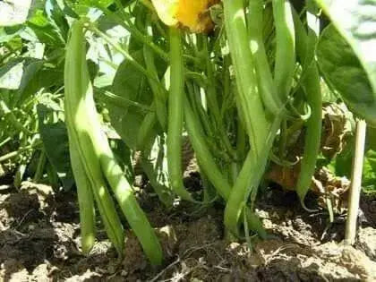 TENDERGREEN  Bean Seed (Bush)) Great in Containers, Small Gardens - Caribbean garden seed
