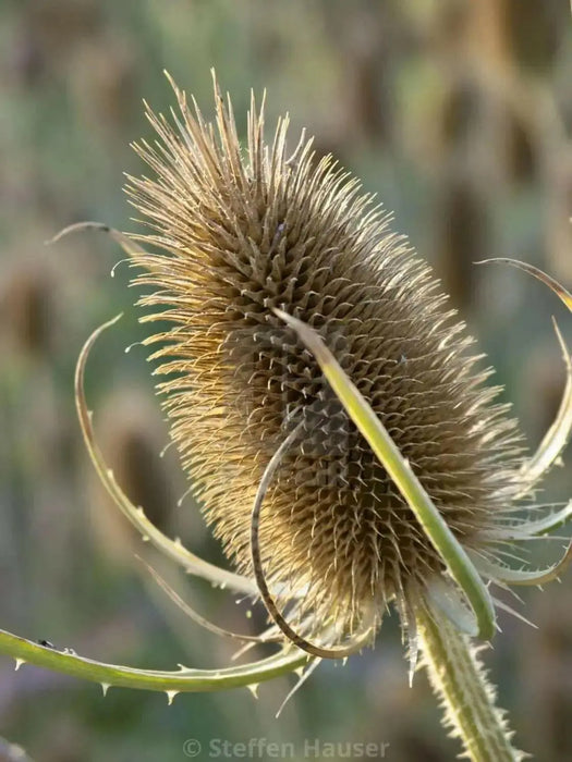 Teasel Flowers seed,biennial - Caribbean garden seed