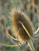 Teasel Flowers seed,biennial - Caribbean garden seed