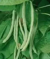 TENDERGREEN  Bean Seed (Bush)) Great in Containers, Small Gardens - Caribbean garden seed