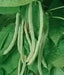TENDERGREEN  Bean Seed (Bush)) Great in Containers, Small Gardens - Caribbean garden seed
