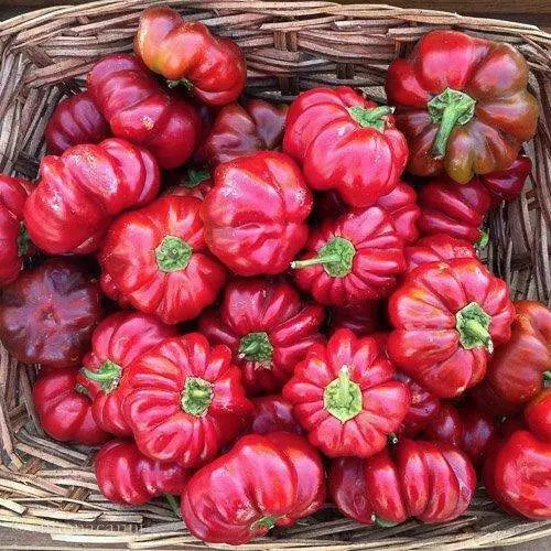 Tennessee Cheese Pepper, Capsicum annuum - Caribbean garden seed