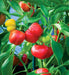 Tennessee Cheese Pepper, Capsicum annuum - Caribbean garden seed