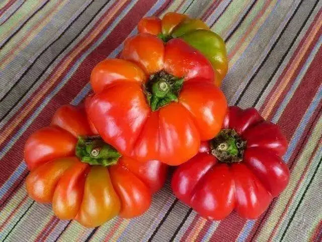 Tennessee Cheese Pepper, Capsicum annuum - Caribbean garden seed