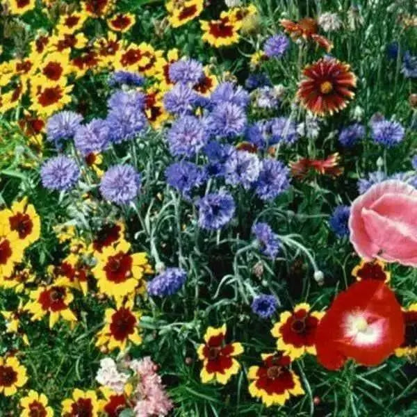 Texas/Oklahoma ,Wildflower SEED MIX - Caribbean garden seed