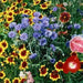 Texas/Oklahoma ,Wildflower SEED MIX - Caribbean garden seed