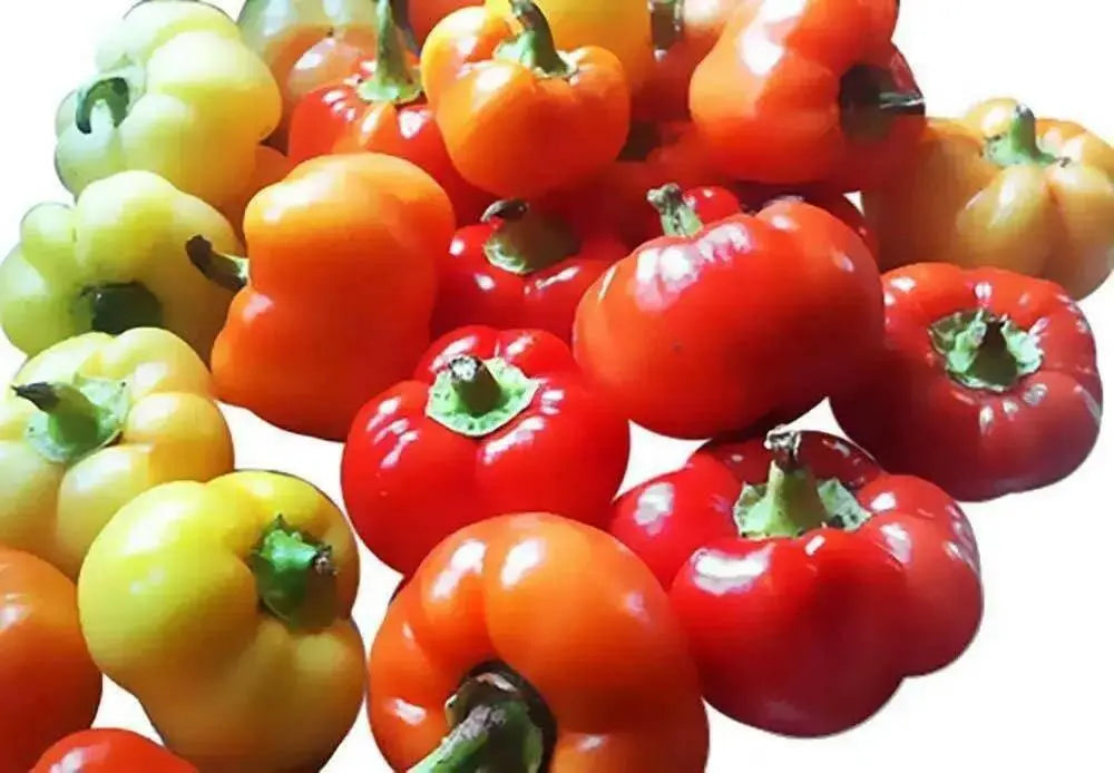 Tennessee Cheese Pepper, Capsicum annuum - Caribbean garden seed