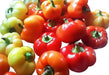 Tennessee Cheese Pepper, Capsicum annuum - Caribbean garden seed