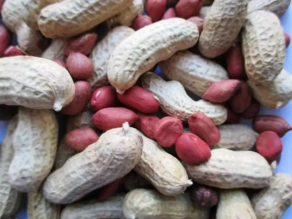 Tennessee Red Valencia Peanut . (In Shell) Untreated Seeds - Caribbean garden seed