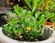 Tennessee Red Valencia Peanut . (In Shell) Untreated Seeds - Caribbean garden seed