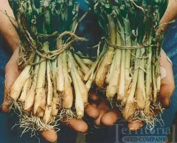 Texas Super Sweet 1015Y Onion Plants, short day onion - Caribbean garden seed