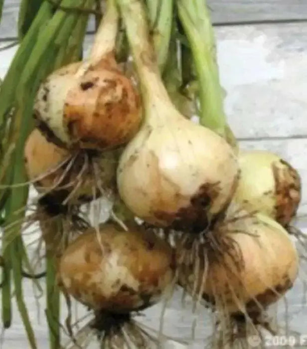 Texas Super Sweet 1015Y Onion Plants, short day onion - Caribbean garden seed