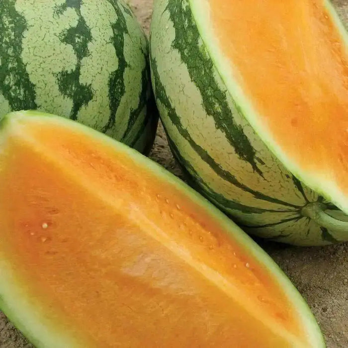 Tendersweet Orange, Watermelon SEEDS, ANNUAL VEGETABLE - Caribbean garden seed