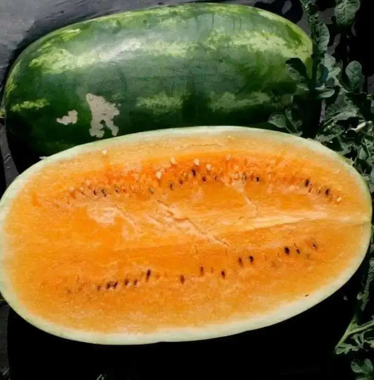 Tendersweet Orange, Watermelon SEEDS, ANNUAL VEGETABLE - Caribbean garden seed