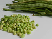 Texas Cream 8,Cowpea Seed  Southern Peas - Caribbean garden seed