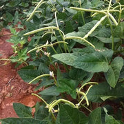 Texas Cream 8,Cowpea Seed  Southern Peas - Caribbean garden seed
