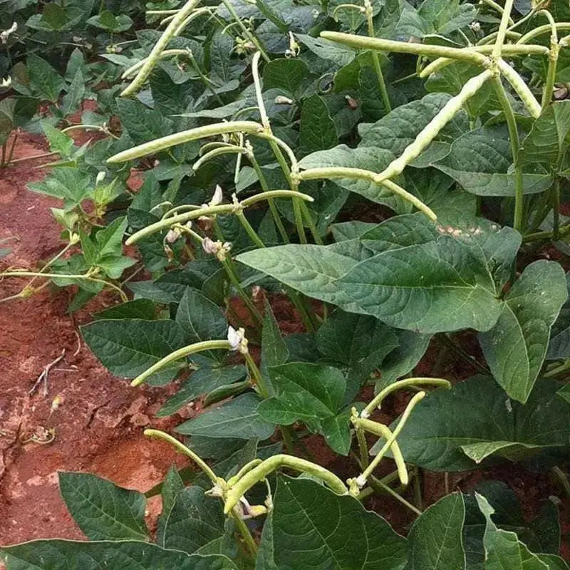 Texas Cream 8,Cowpea Seed  Southern Peas - Caribbean garden seed