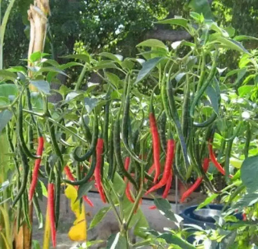THAI DRAGON HOT CHILI ,PEPPER SEEDS (Capsicum annuum)  Asian Vegetable - Caribbean garden seed