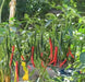 THAI DRAGON HOT CHILI ,PEPPER SEEDS (Capsicum annuum)  Asian Vegetable - Caribbean garden seed