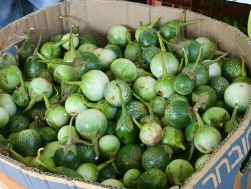 Thai Baby Green Eggplant  SEEDS, Asian Vegetable - Caribbean garden seed