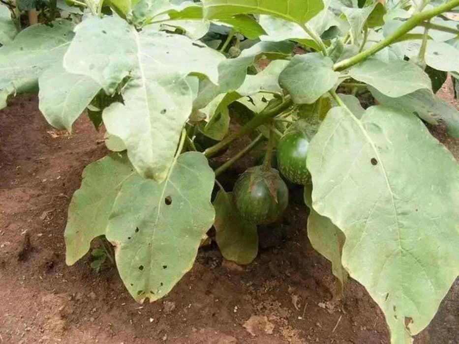 Thai Baby Green Eggplant  SEEDS, Asian Vegetable - Caribbean garden seed
