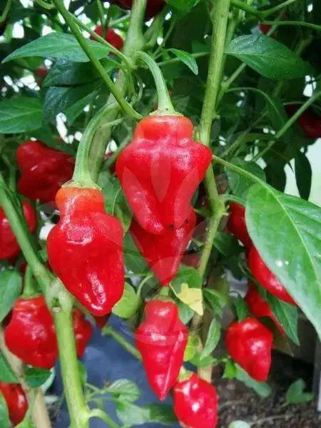 Tasmanian Habanero ,Hot Pepper SEEDS, Capsicum Chinenses, HOT - Caribbean garden seed