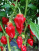 Tasmanian Habanero ,Hot Pepper SEEDS, Capsicum Chinenses, HOT - Caribbean garden seed