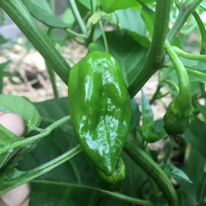 Tasmanian Habanero ,Hot Pepper SEEDS, Capsicum Chinenses, HOT - Caribbean garden seed