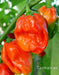 Tasmanian Habanero ,Hot Pepper SEEDS, Capsicum Chinenses, HOT - Caribbean garden seed