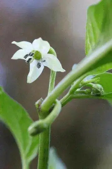 Tasmanian Habanero ,Hot Pepper SEEDS, Capsicum Chinenses, HOT - Caribbean garden seed