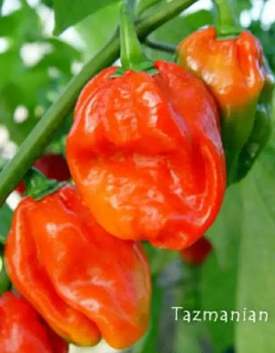 Tasmanian Habanero ,Hot Pepper SEEDS, Capsicum Chinenses, HOT - Caribbean garden seed