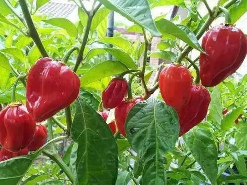 Tasmanian Habanero ,Hot Pepper SEEDS, Capsicum Chinenses, HOT - Caribbean garden seed