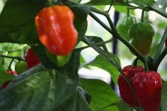 Tasmanian Habanero ,Hot Pepper SEEDS, Capsicum Chinenses, HOT - Caribbean garden seed