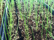 Texas Early Grano 502 PRR Onion seeds - Caribbean garden seed