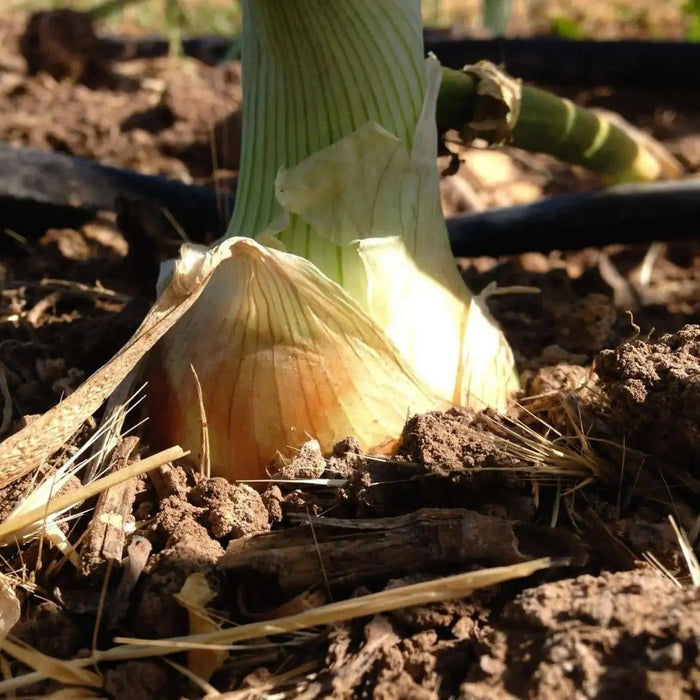 Texas Early Grano 502 PRR Onion seeds - Caribbean garden seed