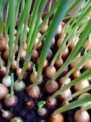 Texas Early Grano 502 PRR Onion seeds - Caribbean garden seed
