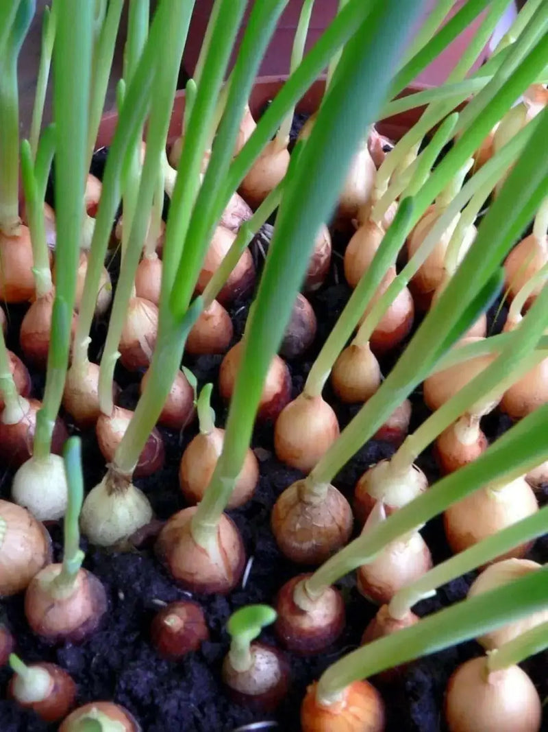 Texas Early Grano 502 PRR Onion seeds - Caribbean garden seed