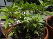 Thai Basil~Herb Seeds, Asian Vegetable - Caribbean garden seed