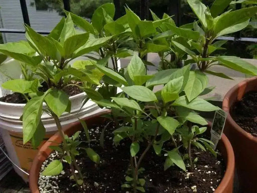 Thai Basil~Herb Seeds, Asian Vegetable - Caribbean garden seed