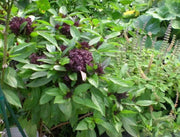 Thai Basil~Herb Seeds, Asian Vegetable - Caribbean garden seed